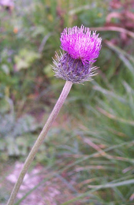 Bunte Distel Bunte Distel