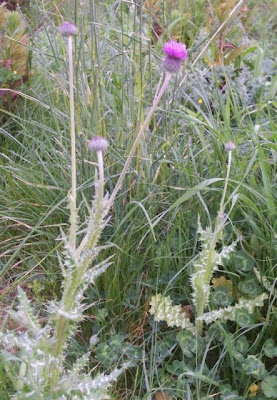 Bunte Distel Bunte Distel
