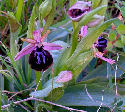 Siponto Ophrys Siponto Ophrys