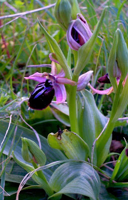 Siponto Ophrys Siponto Ophrys