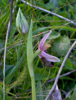 Siponto Ophrys Siponto Ophrys