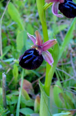 Siponto Ophrys Siponto Ophrys