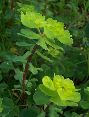 Euforbia calenzuola Euforbia calenzuola