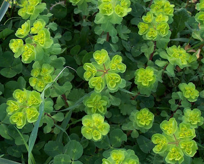 Euforbia calenzuola Euforbia calenzuola