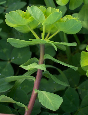 Euforbia calenzuola Euforbia calenzuola