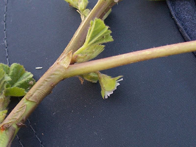 Cheeseweed mallow Cheeseweed mallow