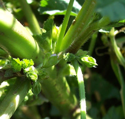 Cheeseweed mallow Cheeseweed mallow