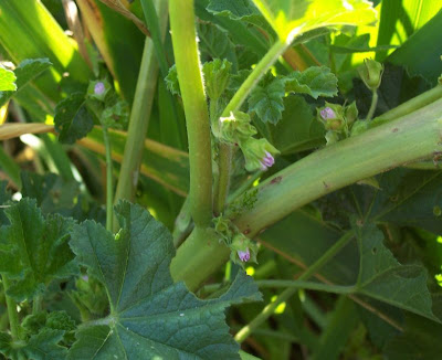 Cheeseweed mallow Cheeseweed mallow