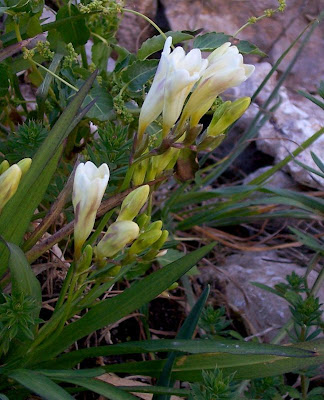 Freesia refracta (Jacq.) Klatt
