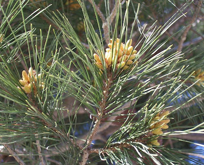 Aleppo Pine, Pinus halepensis Aleppo Pine, Pinus halepensis