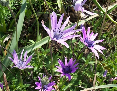 Anemone hortensis L.