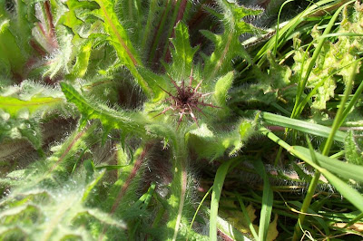 Blessed thistle Blessed thistle
