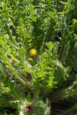 Blessed thistle Blessed thistle