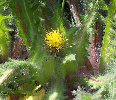 Blessed thistle Blessed thistle
