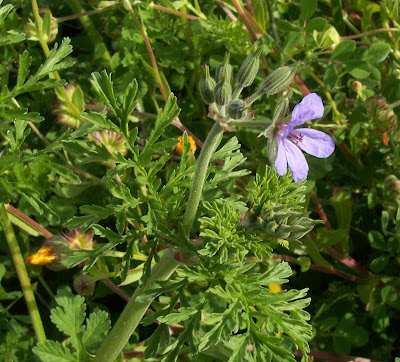 Common stork's bill Common stork's bill