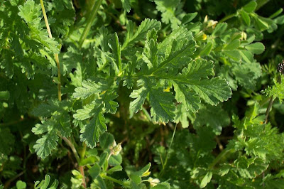Common stork's bill Common stork's bill