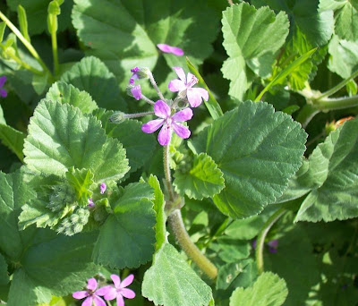 Malvenbl�ttriger Reiherschnabel