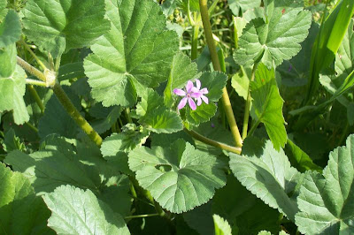 Malvenbl�ttriger Reiherschnabel