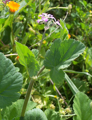 Malvenbl�ttriger Reiherschnabel