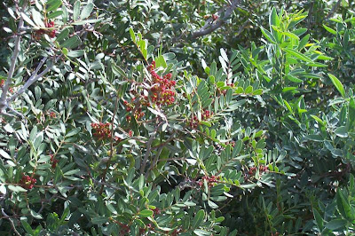 Pistacia lentiscus L.