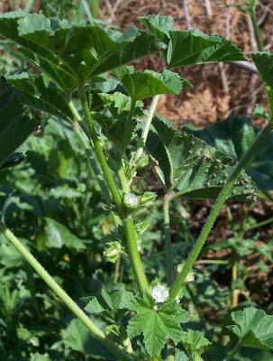 Cheeseweed mallow Cheeseweed mallow