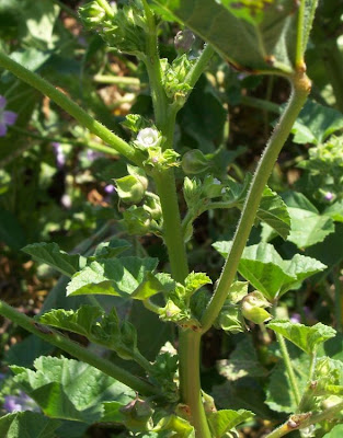 Cheeseweed mallow Cheeseweed mallow