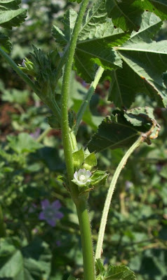 Cheeseweed mallow Cheeseweed mallow
