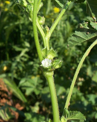 Cheeseweed mallow Cheeseweed mallow