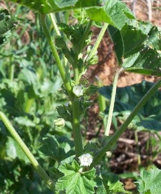 Cheeseweed mallow Cheeseweed mallow