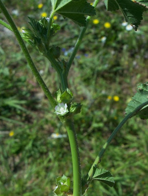 Cheeseweed mallow Cheeseweed mallow
