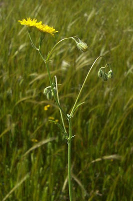 Little Hawksbeard Little Hawksbeard
