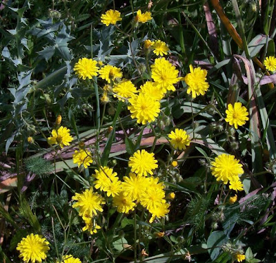 Little Hawksbeard Little Hawksbeard