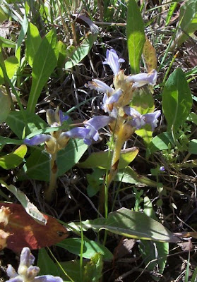 Branched broomrape Branched broomrape
