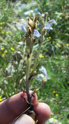Branched broomrape Branched broomrape