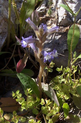 Branched broomrape Branched broomrape