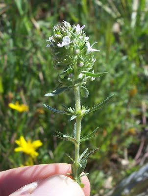 Thymus spinulosus Ten.