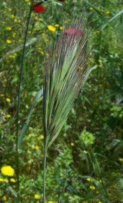 Brome rougeātre Brome rougeātre