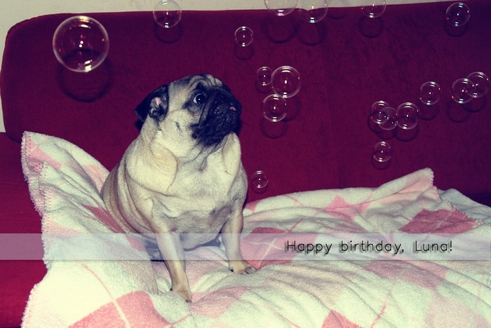 [Luna_Happy_Birthday[5].jpg]
