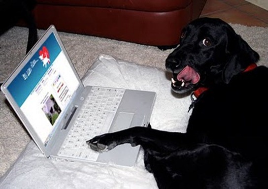 Cachorro visitando Eu Amo Cães