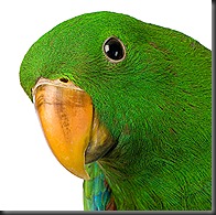 male Eclectus Parrot - Eclectus roratus