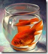 1086_Goldfish_300dpi_smcopy