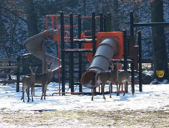 [Deer_Herd_in_Playground[2].jpg]
