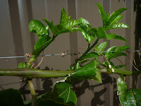 P1000875