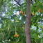 Angel's Trumpets