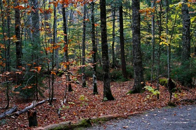 Forest_NH Forest_NH