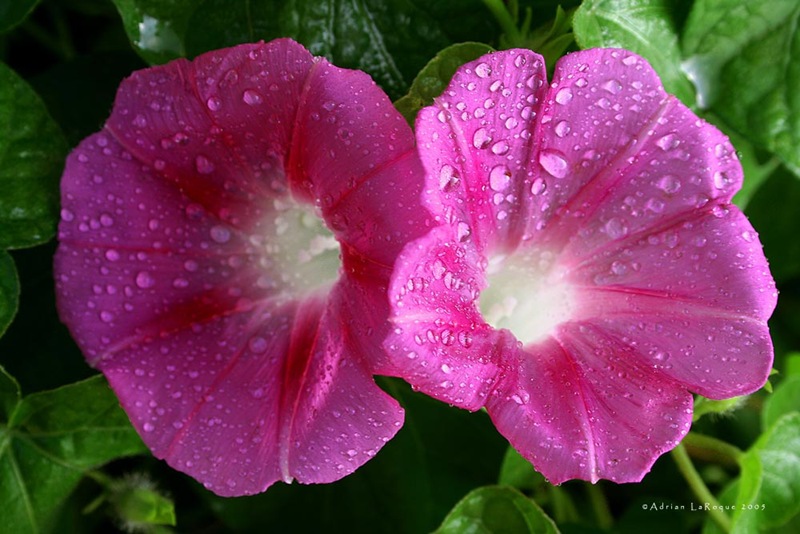 [Morning_Glory[4].jpg]