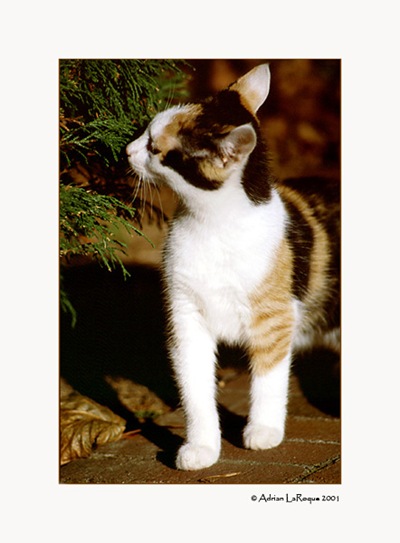 [CatII[3].jpg]