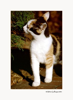 CatII CatII