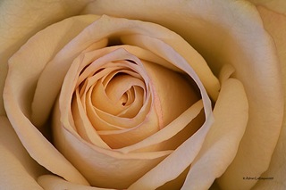 White-Rose_1 White-Rose_1