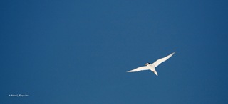 Flying Flying
